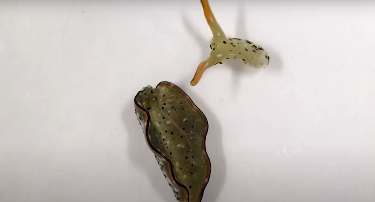 Melcii care se decapitează singuri și apoi își cresc un nou corp. Cum funcționează procesul