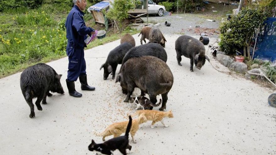 Gardianul animalelor de la Fukushima. Japonezul este singurul care trăiește în orașul fantomă Tomioka