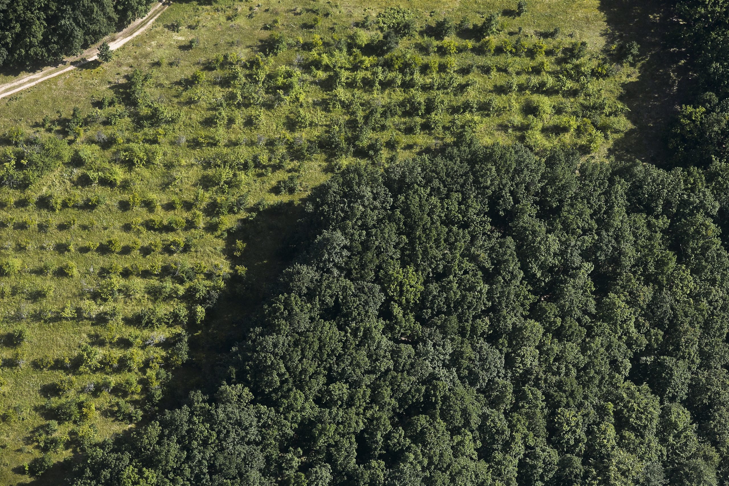 Nu vedem pădurile din cauza hoţilor. Autorităţile nu îi prind pe făptaşi