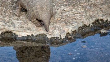 OMS: Experții au adăugat pe lista cercetărilor un alt animal ca posibilă sursă a pandemiei de COVID