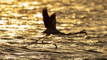 Studiu: Păsările îşi pierd talentul de a cânta şi uită melodiile transmise de la o generație la alta. Motivul pentru care se întâmplă acest lucru