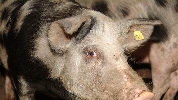 Peste 400 de focare de pestă porcină africană, active în România. Ce zone din țară sunt afectate