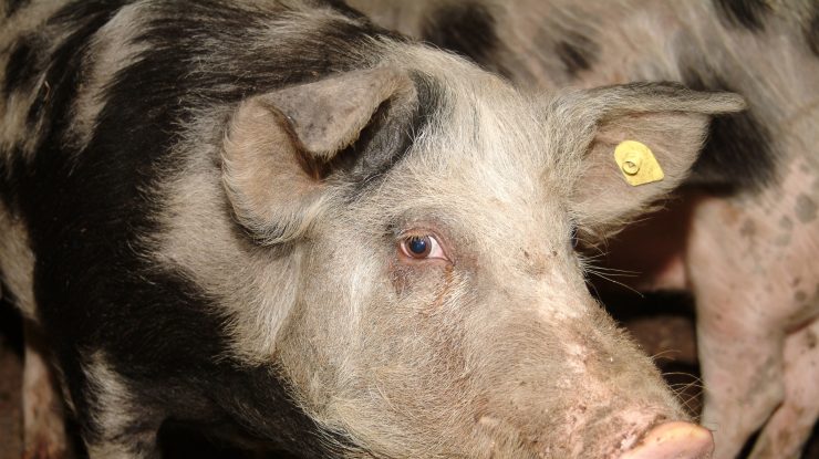 Peste 400 de focare de pestă porcină africană, active în România. Ce zone din țară sunt afectate