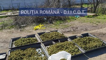 Peste 700 de plante de canabis și 19,5 grame de muguri, descoperite în urma unei percheziții în Dolj. FOTO