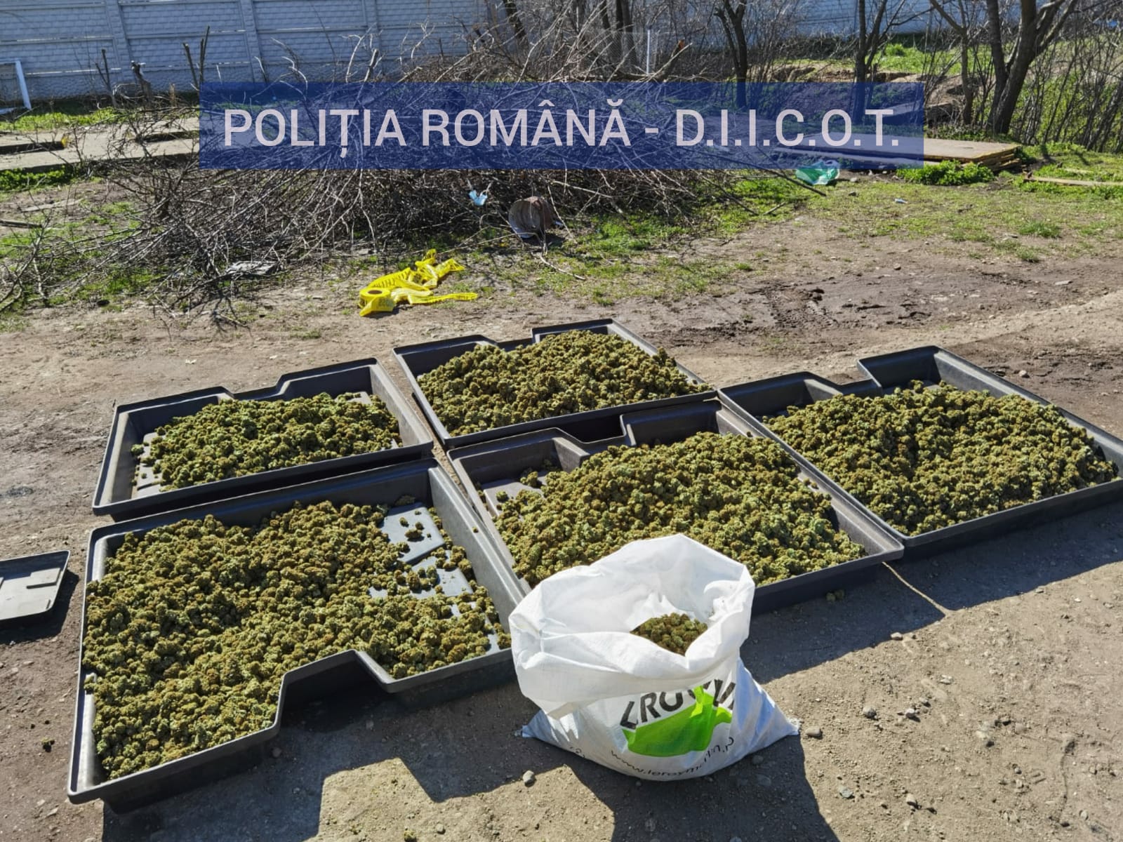 Peste 700 de plante de canabis și 19,5 grame de muguri, descoperite în urma unei percheziții în Dolj. FOTO