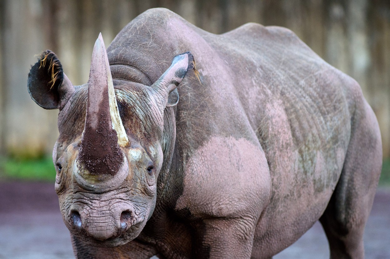 Un pui de rinocer negru s-a născut în Australia. Specia este pe cale de dispariţie