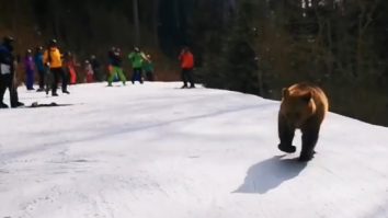 VIDEO. Un urs a creat panică pe o pârtie din Predeal. Totul a fost filmat de un monitor de schi, care a fost urmărit minute în șir de animal