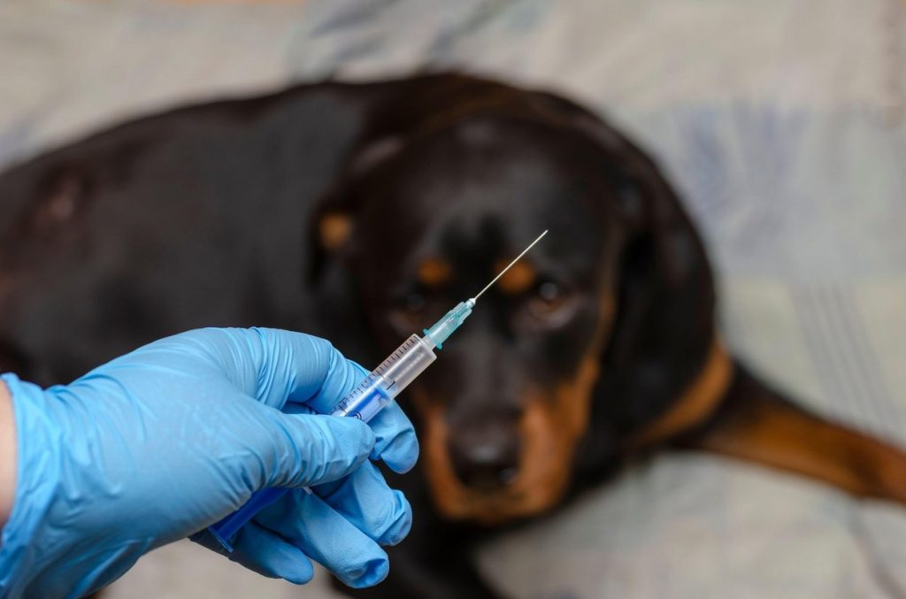 Carnivak-Cov, primul vaccin anti-Covid din lume destinat imunizării animalelor. Producția pe scară largă ar putea începe în aprilie