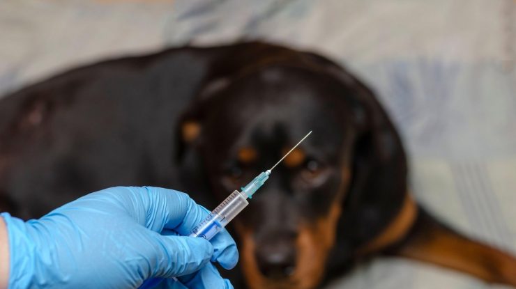 Carnivak-Cov, primul vaccin anti-Covid din lume destinat imunizării animalelor. Producția pe scară largă ar putea începe în aprilie