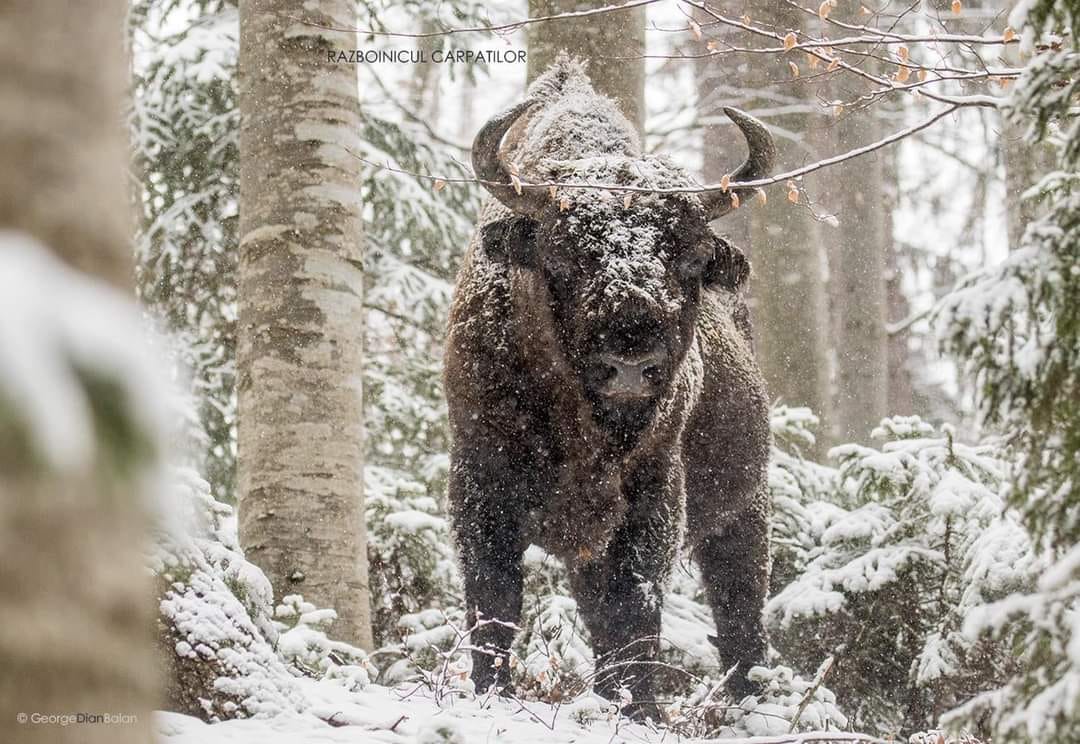 Parcul Natural Vânători din Neamț, unic în Europa. Ținutul Zimbrilor a fost premiat la o competiție internațională