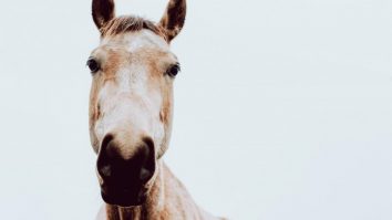 Caii-se-recunosc-pe sine-în-oglindă