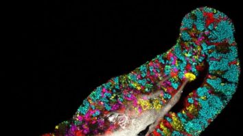 Limba-umană-cu-mai-multe-tipuri-de-microbi