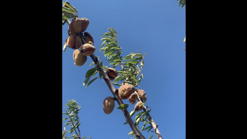 Afaceri „made in Ro”. Un cuplu din Constanța a investit 200.000 euro într-o livadă de migdali