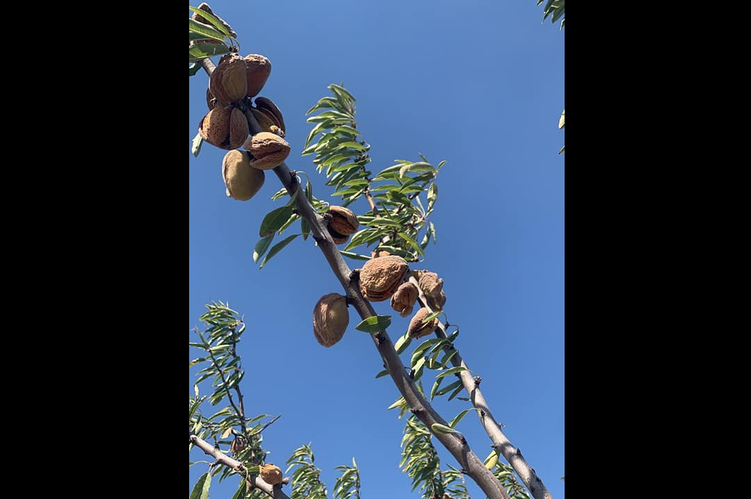 Afaceri „made in Ro”. Un cuplu din Constanța a investit 200.000 euro într-o livadă de migdali