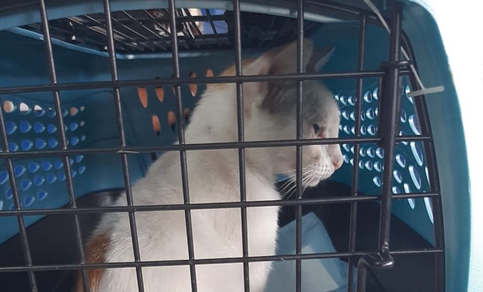 O pisică a fost prinsă în timp ce livra droguri într-o închisoare