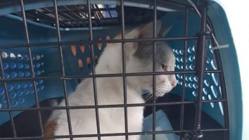 Pisica-„traficant”-de-droguri