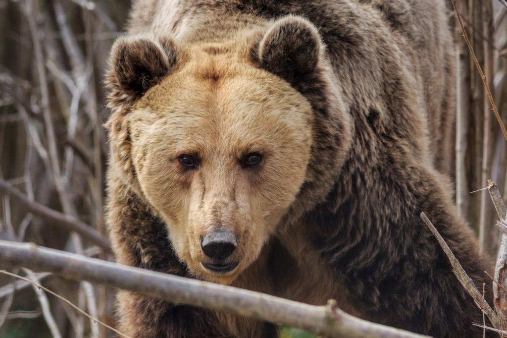Un sportiv a fost ucis de urs în apropierea pârtiei de la Azuga