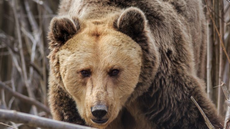 Un sportiv a fost ucis de urs în apropierea pârtiei de la Azuga