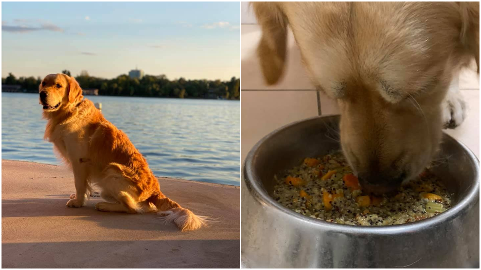 Stil de viață sănătos și la animale: Cum arată meniul unui cățel vegan care aleargă 15 kilometri pe zi