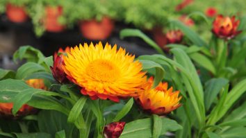 Poezie pentru Ziua Pământului. Cum a ales un autor român să își descrie iubirea față de natură