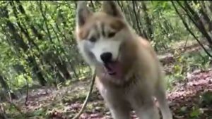 husky-alba