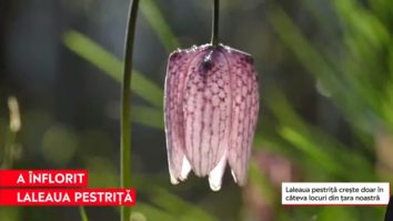 Locul din România unde poate fi admirată laleaua pestriță, o floare pe cale de dispariție