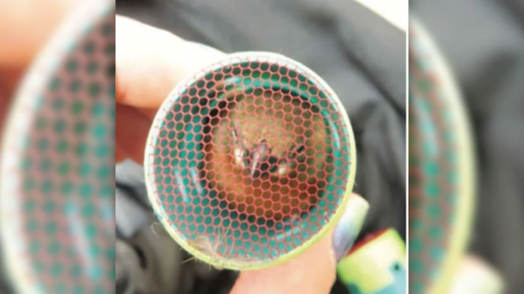 Un bărbat a fost prins în timp ce făcea contrabandă cu păsări. Le ascundea în bigudiuri atașate de haine