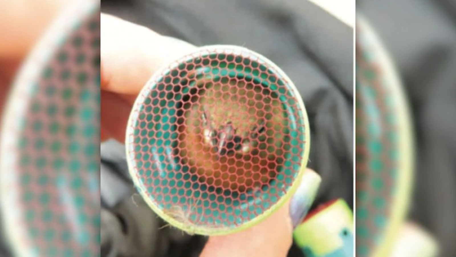 Un bărbat a fost prins în timp ce făcea contrabandă cu păsări. Le ascundea în bigudiuri atașate de haine