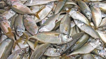 Ce trebuie să știm atunci când cumpărăm pește. Recomandările ANPC