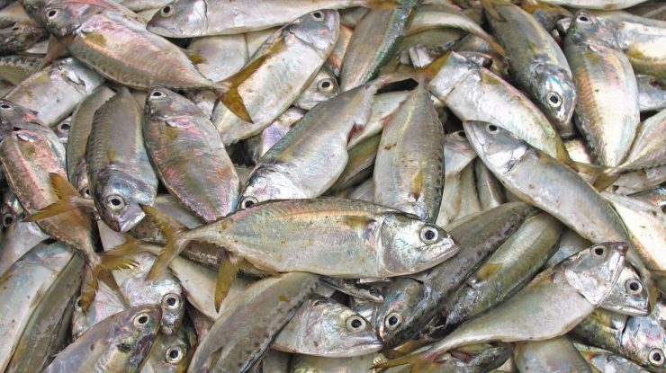 Ce trebuie să știm atunci când cumpărăm pește. Recomandările ANPC