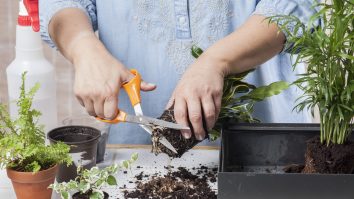 Vânzările pentru plante de apartament au crescut cu 50% odată cu pandemia și izolarea. Beneficiile plantelor verzi