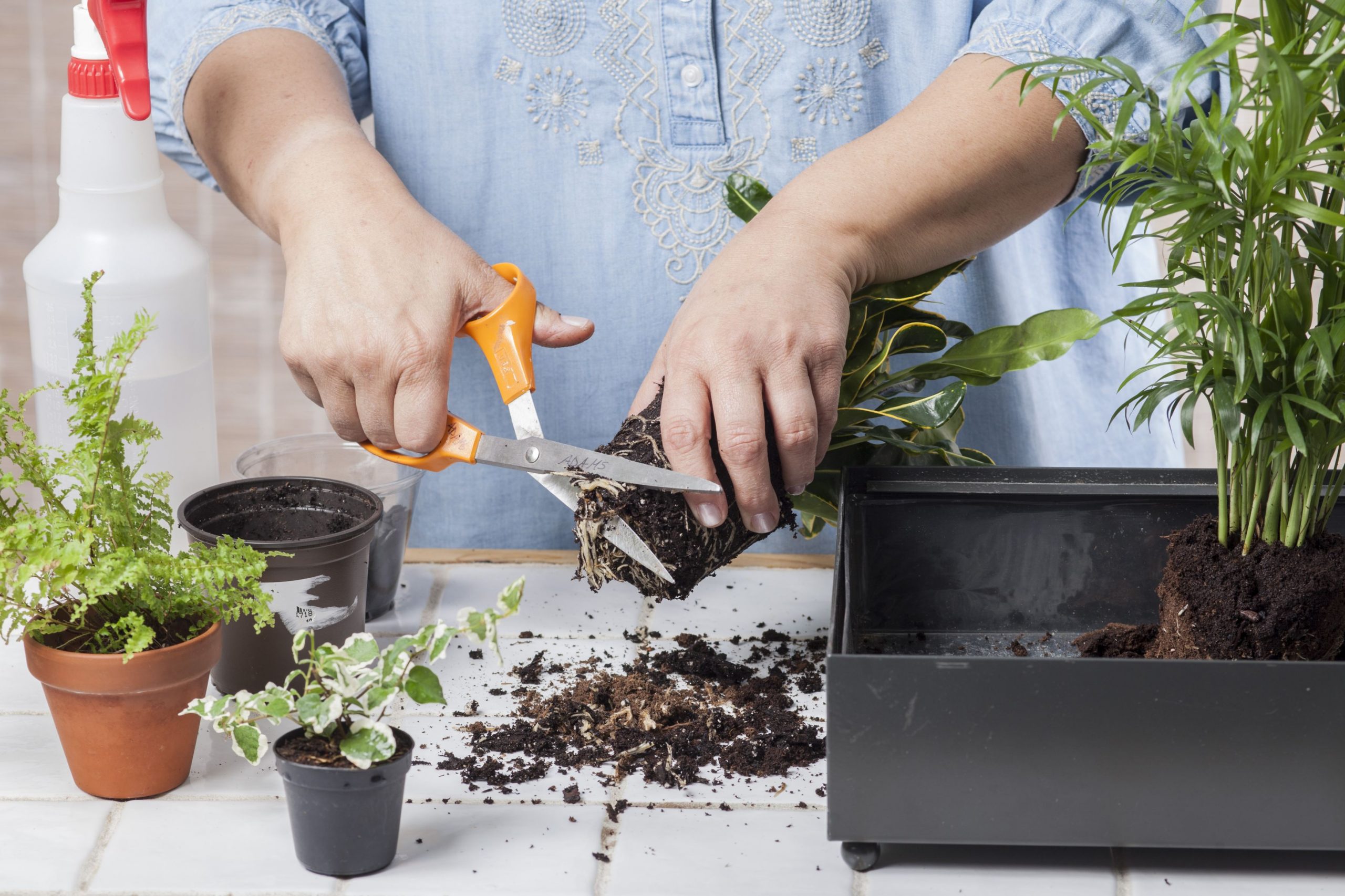 Vânzările pentru plante de apartament au crescut cu 50% odată cu pandemia și izolarea. Beneficiile plantelor verzi