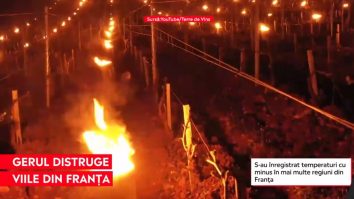 Temperaturile scăzute din Franța au afectat grav recoltele. Ce soluții au găsit localnicii