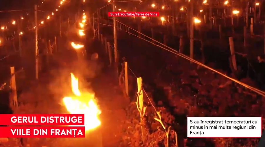 Temperaturile scăzute din Franța au afectat grav recoltele. Ce soluții au găsit localnicii