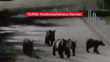 Apar tot mai multe imagini cu urși care se plimbă prin Sinaia, Brașov sau Harghita. Sfaturile ghizilor montani. VIDEO