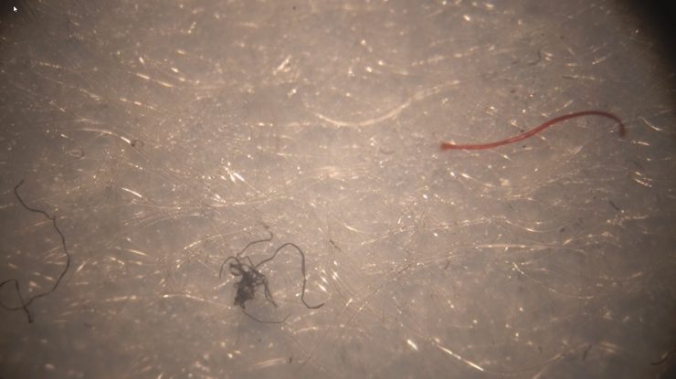 Viermi din măștile de protecție? Fizicianul Cristian Presură elucidează „misterul”