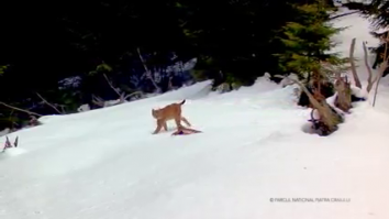 VIDEO. Doi râși, surprinși în momente de tandrețe, în Piatra Craiului