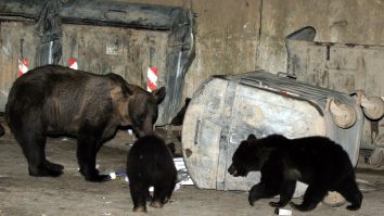 ursi bruni la un tomberon din romania