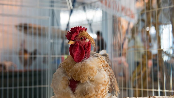 Prima ţară care interzice practica uciderii puilor de găină de sex masculin