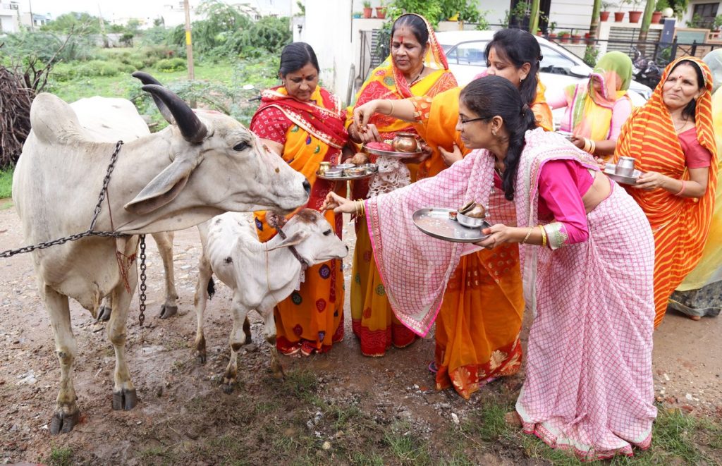 Excrementele şi urina de vacă, folosite în tratamente anti-Covid în India. Ce spun oamenii de ştiinţă