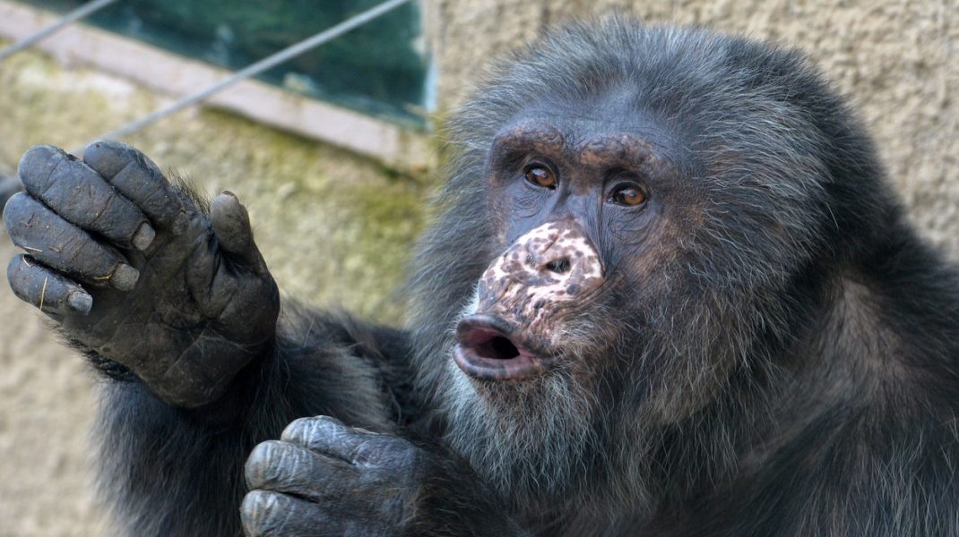 Un cimpanzeu, dependent de alcool şi ţigări, a fost eliberat după 25 de ani
