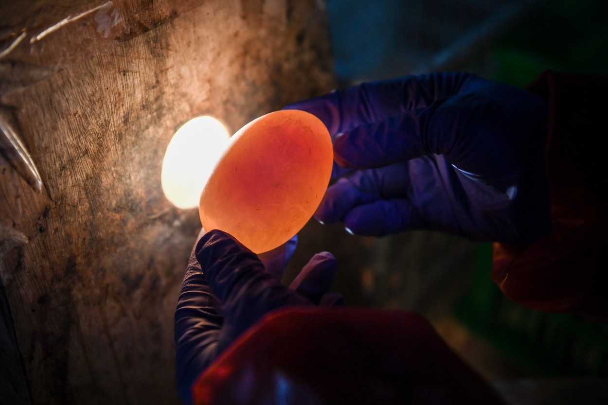 Fenomen gastronomic rar. Cum au apărut ouăle cu două gălbenușuri, o delicatesă în China