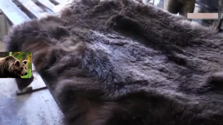 FOTO. Imagini cu blana ursului Arthur, împușcat de prințul austriac, depusă la o tăbăcărie din Târgu Secuiesc