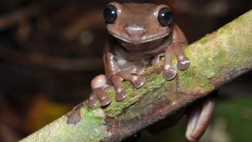 Broasca ciocolatie, broasca speciei Litoria Mia, stând pe un copac.