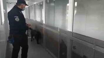 Câinele din România care este antrenat să identifice persoanele infectate cu coronavirus