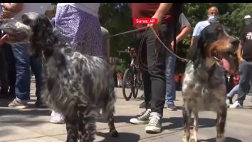 Sute de greci au protestat pentru oprirea unui proiect de lege pentru sterilizarea animalelor de companie