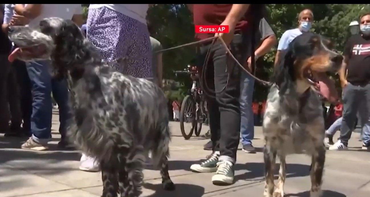 Sute de greci au protestat pentru oprirea unui proiect de lege pentru sterilizarea animalelor de companie