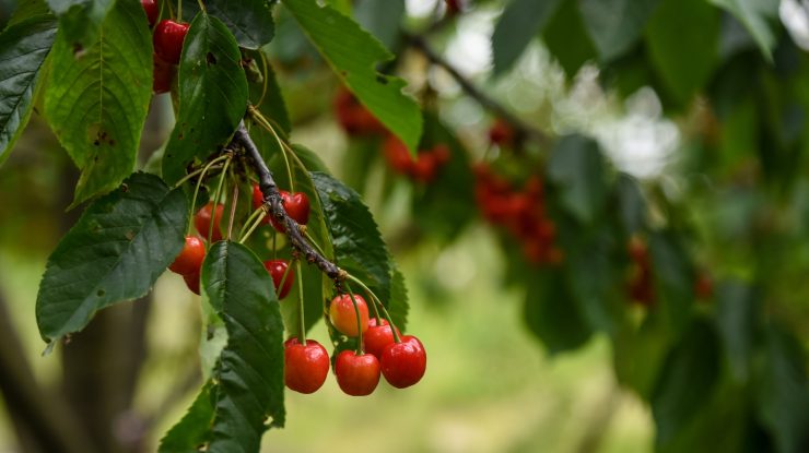 METEO. ANM a anunțat cum va fi vremea în luna mai