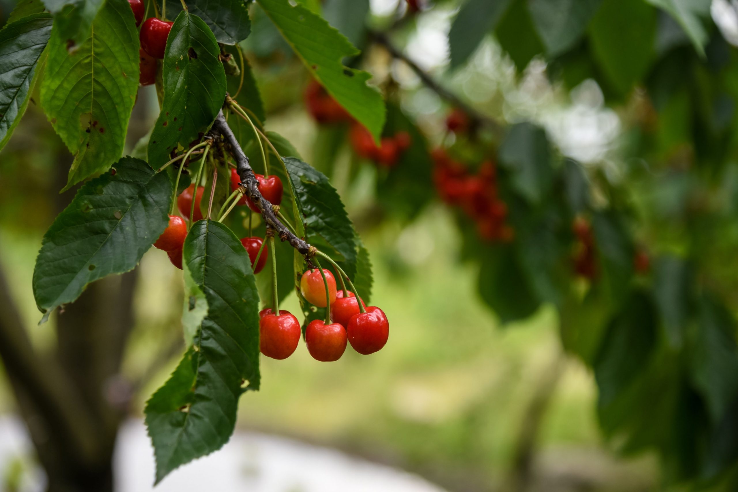 METEO. ANM a anunțat cum va fi vremea în luna mai
