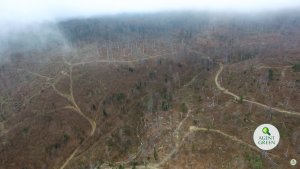 Pădure defrișată din România